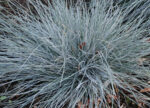 Kostrzewa sina „Elijah Blue” - Festuca glauca Elijah Blue - Image 3
