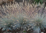 Kostrzewa sina „Elijah Blue” - Festuca glauca Elijah Blue - Image 4