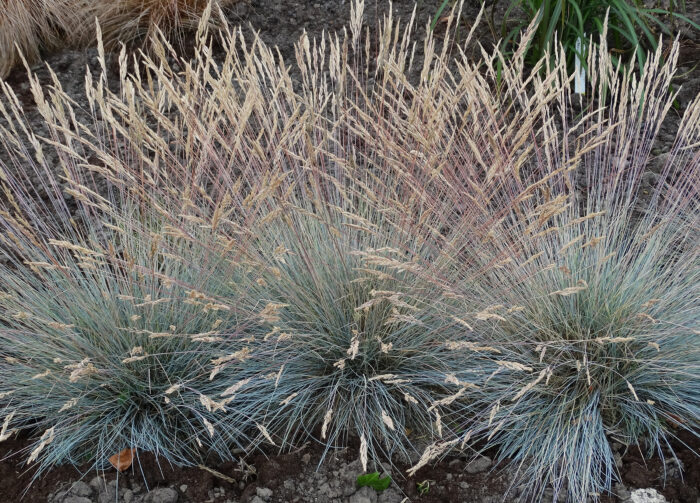 Kostrzewa sina „Elijah Blue” - Festuca glauca Elijah Blue - Image 4