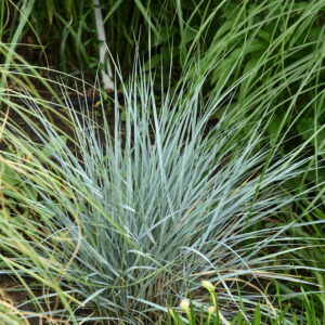 Wydmuchrzyca Magellana - Elymus magellanicus
