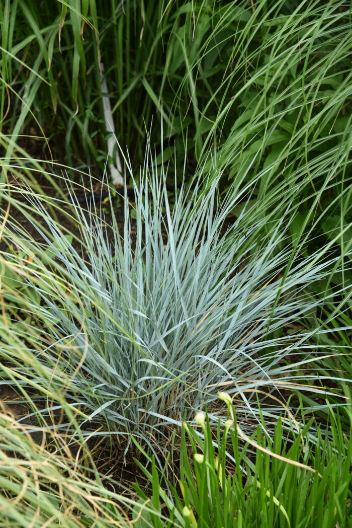 elymus-magellanicus_elymus-magellanicus_75412_1 Wydmuchrzyca Magellana - Elymus magellanicus - Image 1