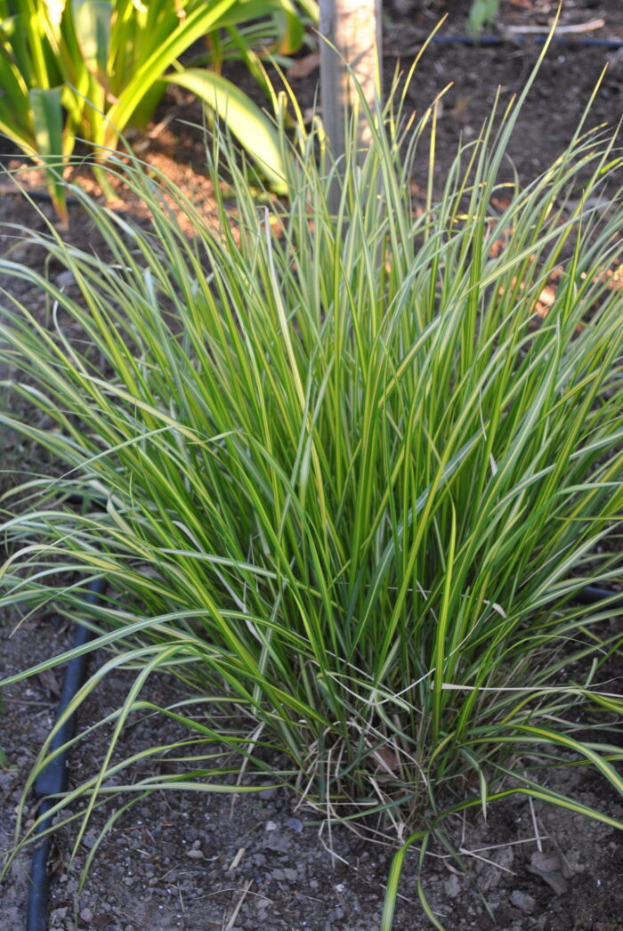 Trzcinnik ostrokwiatowy „England” - Calamagrostis acutiflora England - Image 2