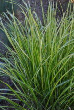 Trzcinnik ostrokwiatowy „England” - Calamagrostis acutiflora England