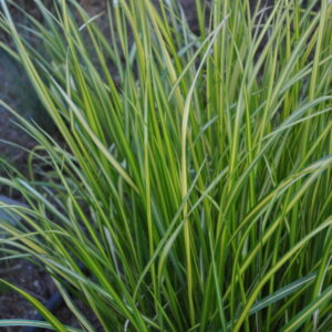 Trzcinnik ostrokwiatowy „England” - Calamagrostis acutiflora England