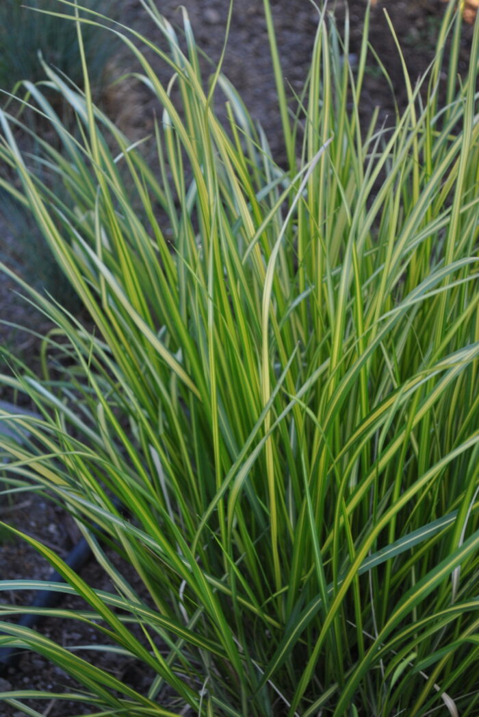 ALEKSANDER MICHALIK RULEZ Trzcinnik ostrokwiatowy „England” - Calamagrostis acutiflora England - Image 1
