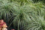 Turzyca oszimska „Everest” - Carex oshimensis Everest - Image 3