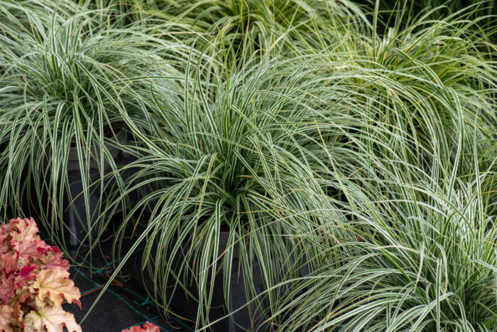 Turzyca oszimska „Everest” - Carex oshimensis Everest - Image 3