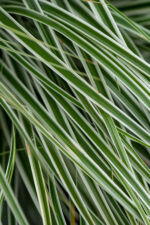 Turzyca oszimska „Everest” - Carex oshimensis Everest - Image 2