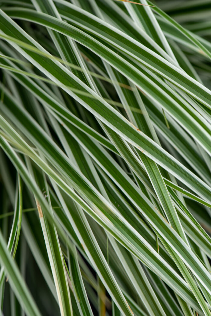 Turzyca oszimska „Everest” - Carex oshimensis Everest - Image 2