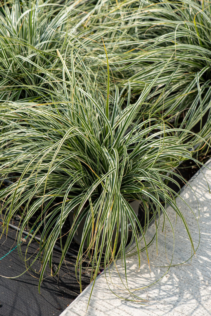 Turzyca oszimska „Everest” - Carex oshimensis Everest - Image 5