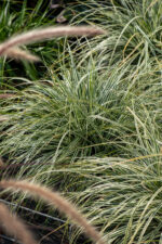 Turzyca oszimska „Everest” - Carex oshimensis Everest - Image 4