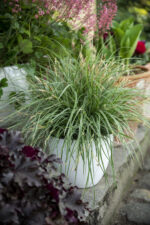 Turzyca oszimska „Everest” - Carex oshimensis Everest