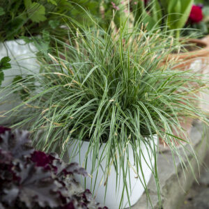Turzyca oszimska „Everest” - Carex oshimensis Everest