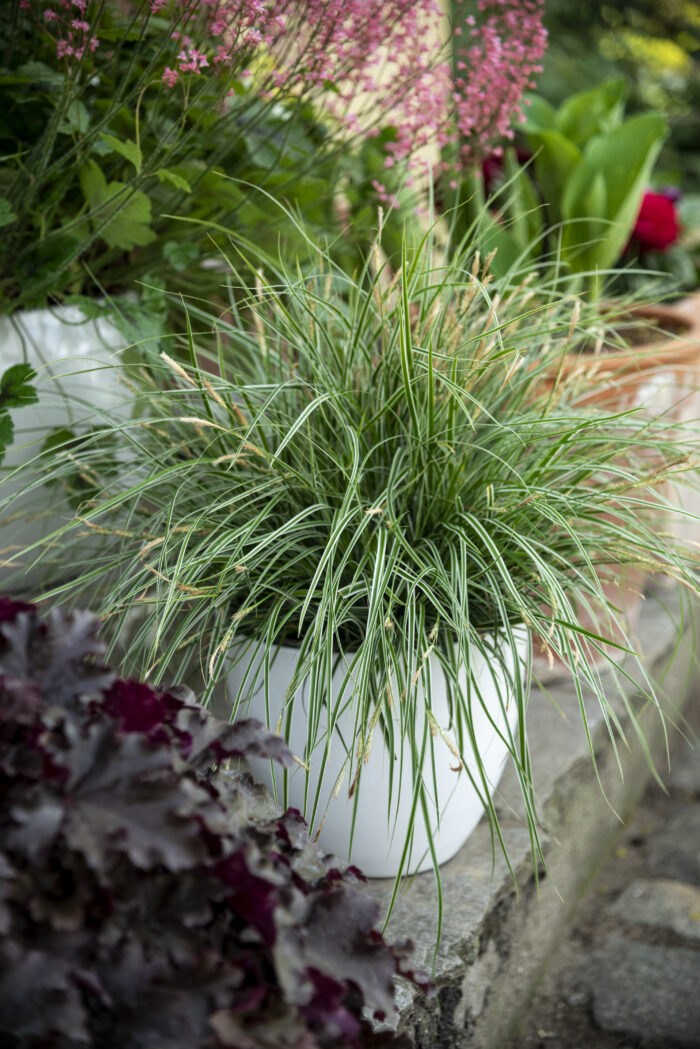 Turzyca oszimska „Everest” - Carex oshimensis Everest - Image 1