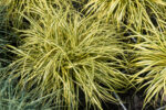 Turzyca oszimska „Evergold” - Carex oshimensis Evergold