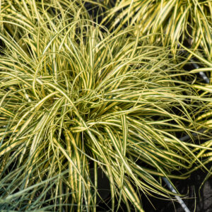 Turzyca oszimska „Evergold” - Carex oshimensis Evergold