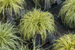 Turzyca oszimska „Evergold” - Carex oshimensis Evergold - Image 4
