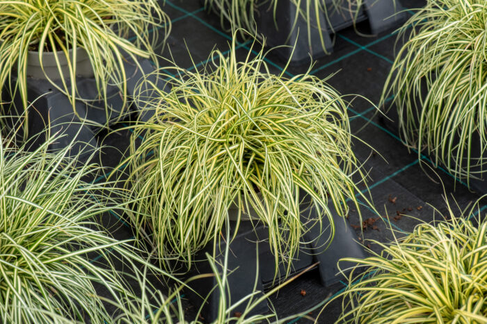 Turzyca oszimska „Evergold” - Carex oshimensis Evergold - Image 4