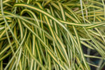 Turzyca oszimska „Evergold” - Carex oshimensis Evergold - Image 3