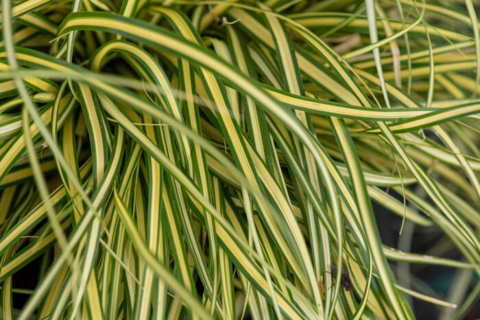 Turzyca oszimska „Evergold” - Carex oshimensis Evergold - Image 3