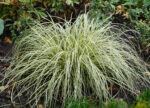Turzyca oszimska „Evergold” - Carex oshimensis Evergold - Image 5