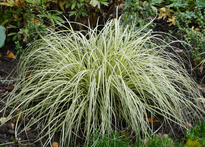 Turzyca oszimska „Evergold” - Carex oshimensis Evergold - Image 5