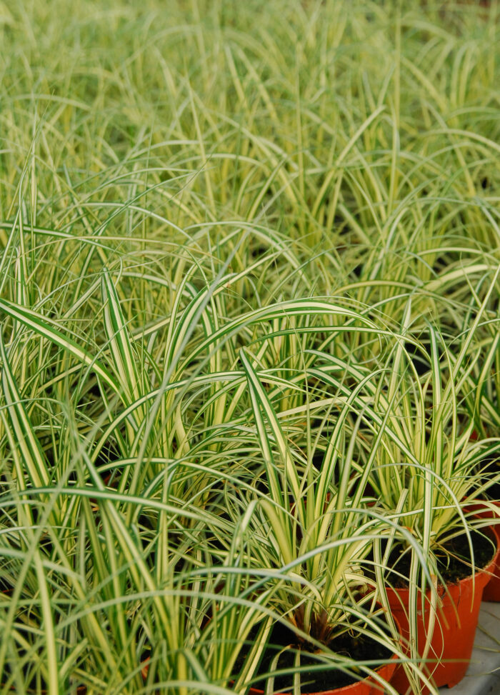 Turzyca oszimska „Evergold” - Carex oshimensis Evergold - Image 6