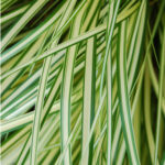 Turzyca oszimska „Evergold” - Carex oshimensis Evergold - Image 7