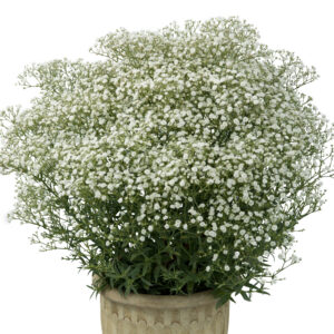 Łyszczec wiechowaty "Festival White Flare” - Gypsophila paniculata „Festival White Flare”