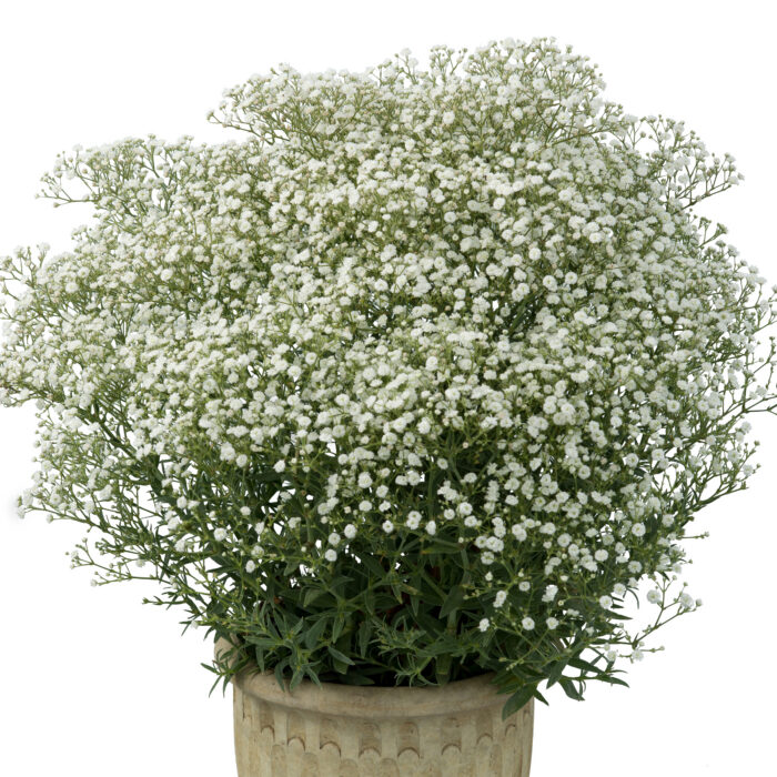 Łyszczec wiechowaty "Festival White Flare” - Gypsophila paniculata „Festival White Flare” - Image 1