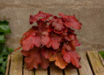 Żurawka „Fire Alarm” - Heuchera hybrida "Fire Alarm" - Image 2