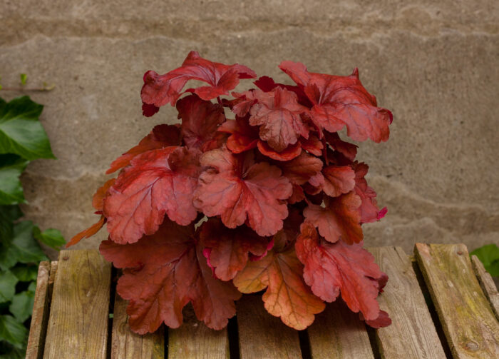 Żurawka „Fire Alarm” - Heuchera hybrida "Fire Alarm" - Image 2