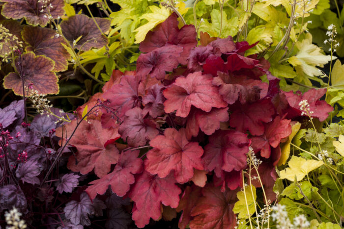 Żurawka „Fire Alarm” - Heuchera hybrida "Fire Alarm" - Image 3