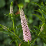 Przetacznik długolistny „First choice” - Veronica longifolia First Choice "B"