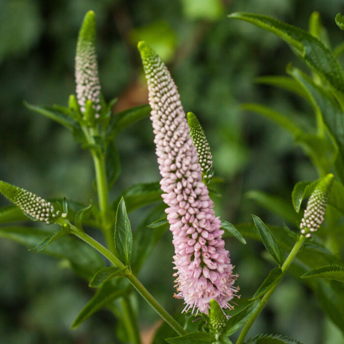 Przetacznik długolistny „First choice” - Veronica longifolia First Choice "B" - Image 1