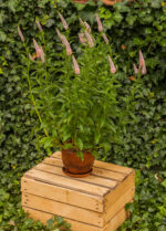 Przetacznik długolistny „First choice” - Veronica longifolia First Choice "B" - Image 3