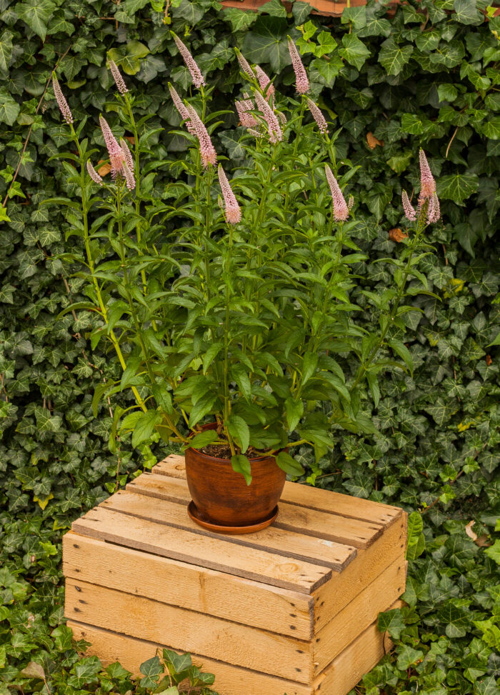 Przetacznik długolistny „First choice” - Veronica longifolia First Choice "B" - Image 3