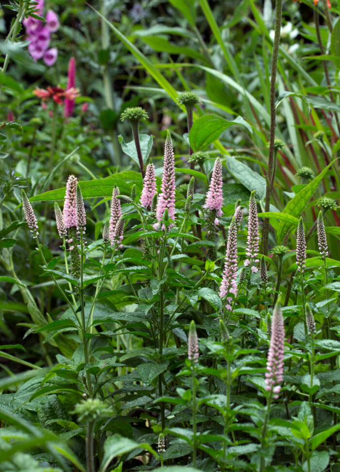 Przetacznik długolistny „First choice” - Veronica longifolia First Choice "B" - Image 2
