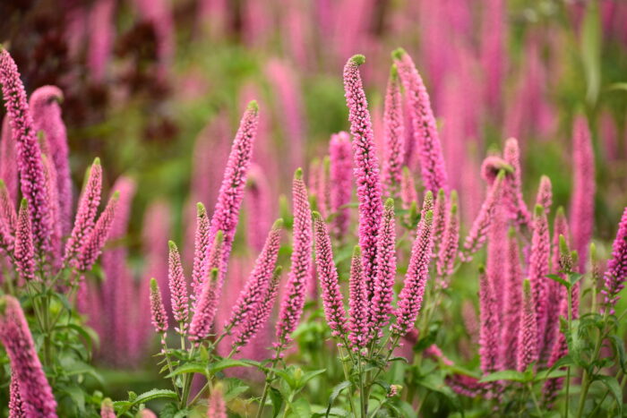 Przetacznik długolistny „First Love” - Veronica longifolia First Love - Image 5