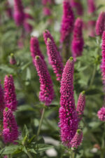 Przetacznik długolistny „First Love” - Veronica longifolia First Love - Image 4