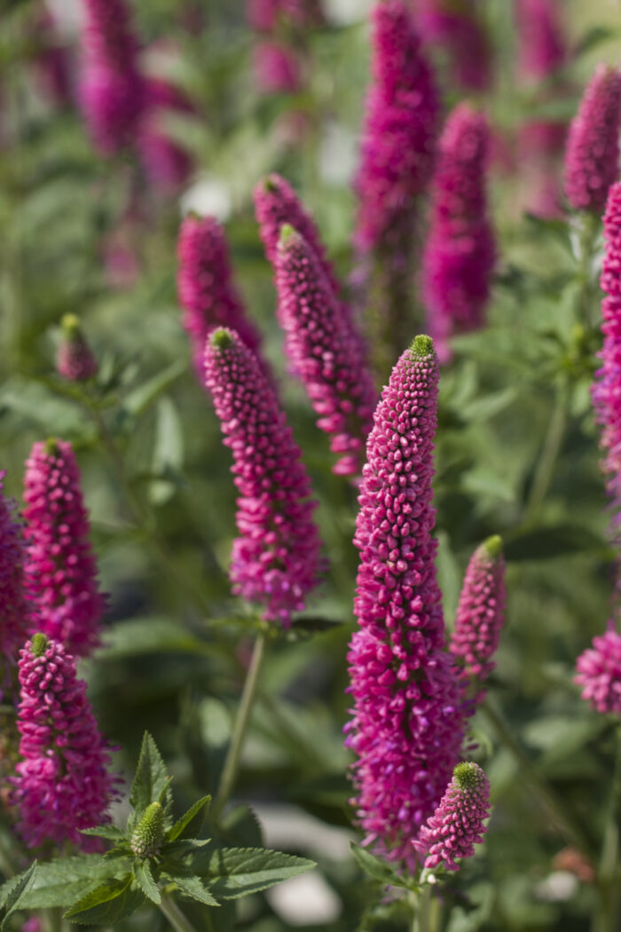 Przetacznik długolistny „First Love” - Veronica longifolia First Love - Image 4