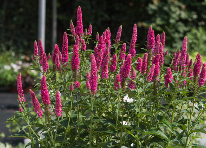 Przetacznik długolistny „First Love” - Veronica longifolia First Love - Image 2