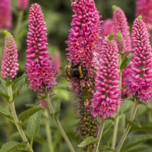 Przetacznik długolistny „First Love” - Veronica longifolia First Love