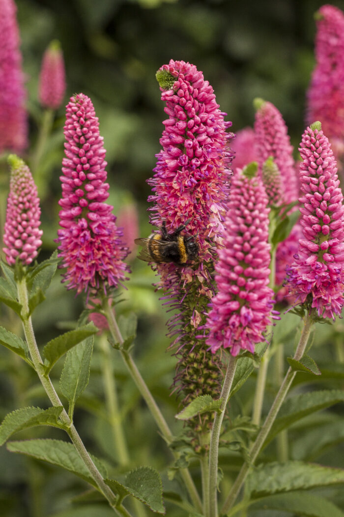 Przetacznik długolistny „First Love” - Veronica longifolia First Love - Image 1