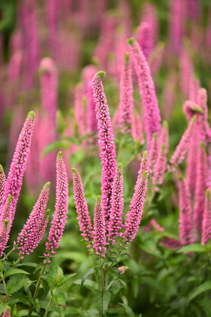 Przetacznik długolistny „First Love” - Veronica longifolia First Love - Image 6