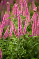 Przetacznik długolistny „First Love” - Veronica longifolia First Love - Image 7