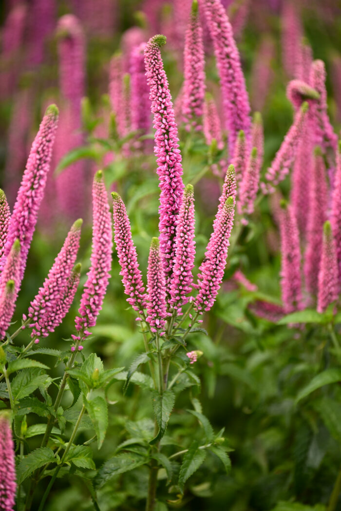 Przetacznik długolistny „First Love” - Veronica longifolia First Love - Image 7