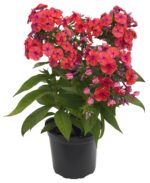 Floks wiechowaty „Flame Coral” - Phlox paniculata "Flame Coral" - Image 2