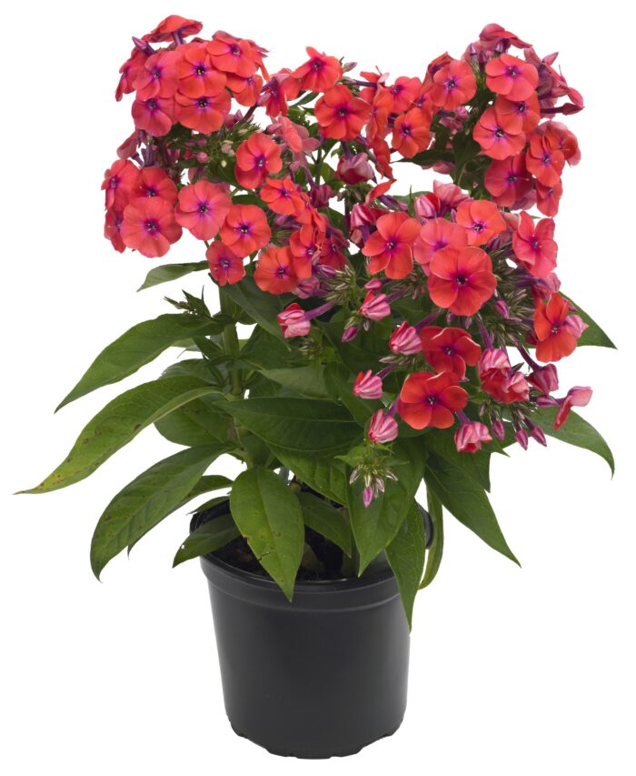 Floks wiechowaty „Flame Coral” - Phlox paniculata "Flame Coral" - Image 2