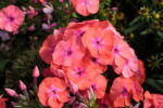 Floks wiechowaty „Flame Coral” - Phlox paniculata "Flame Coral"